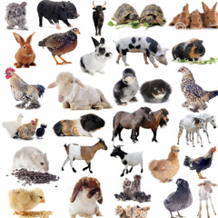 The Animal Song
