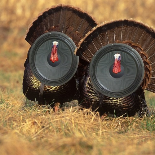 Bassotronics - Gobble My Bass