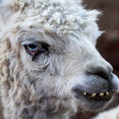 Radio fm4, The Dogs Bollocks, Nov 29 2013