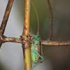 Jim Wilson | Gods Chorus of Crickets | crickets audio recording slowed way down