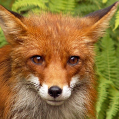 В чём их вина