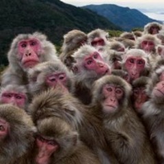 T.O. x Cooper Street Dot x LexX Rated x Don Parkway -  Monkey Deep