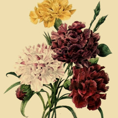 Canciones de Florido Léxico