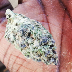 Lets get high ft Raw Dope Boyz