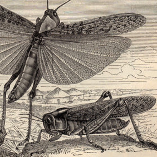 sound of crickets slowed down