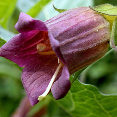 Atropos Bush - 2013 free download