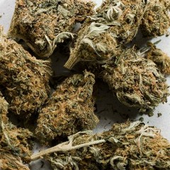 Singa Vytal- Marijuana