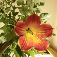 Brutato's - Brujos -2013-180bpm