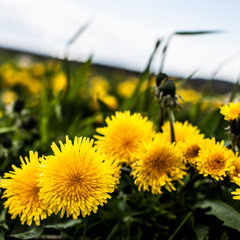 Pierre feat. Tracey Stevens - Kerouac's Diary