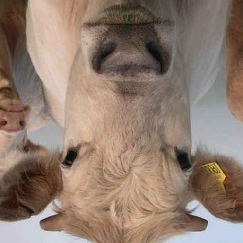 Falling Cows (Live PA & Releases)