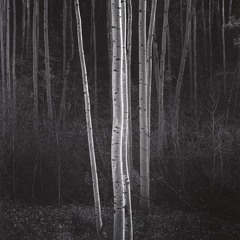 Symbiosis