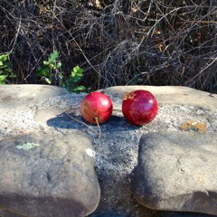 Pomegranate And Tangerine