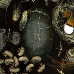 Sheets - Damien Jurado cover