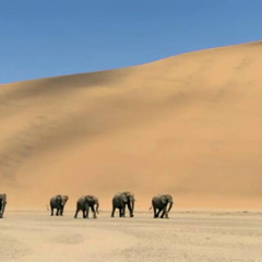 17.(BONUS LIVE) WHEN I GROW UP [dbn-project ft. PCD_live+remix version]