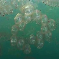 05.DULL FLAME OF LOVE DESIRE [DBN-PROJECT FT. BJORK & ANHOTNY HEGARTY_RADIO INSTRUMENTAL EDIT 2]