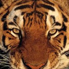 V.T.C.T | the TIGER