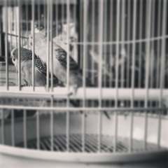 Love Story - Piano Cover 2octv Ver in Cmayor