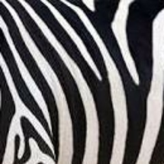 ZEBRA MADNESS !!