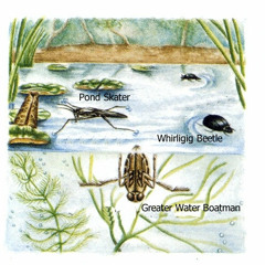 Waterbugs