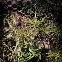 Groddjur, kråkfåglar, småfåglar och ett flygplan