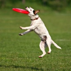 Adam Doubleyou - Catch!