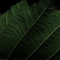 Mark Alder - The Beginning [WIP]