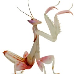 STRAY- CAN OF CANCUN (SPF666'S HEART FROM LDN, ARROW FROM PDX EDIT  FT. M.I.K.) [dl w/ 'buy' link]