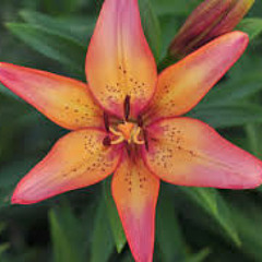 Tsvetochek (in Bloom)