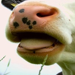 The Cudcast Episode 1