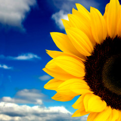 Free Psychic Class - Grounding and Golden Suns by Dr. Lauren (GS-01)