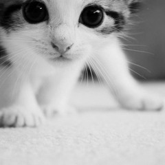 Titanium Cover By Chloe