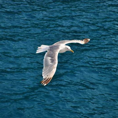 თოლია(The Gull)🇬🇪