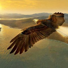 SPONSH - Lonely Eagle