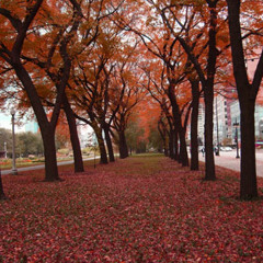 Grant Park In Autumn by John Koranek