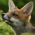 Artwork for Red Fox Vulpes vulpes