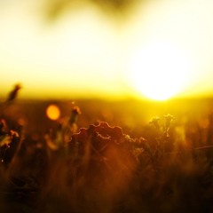Kled Mone - After The Morning Sun