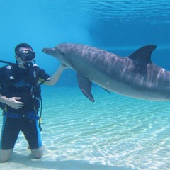 The Dolphin