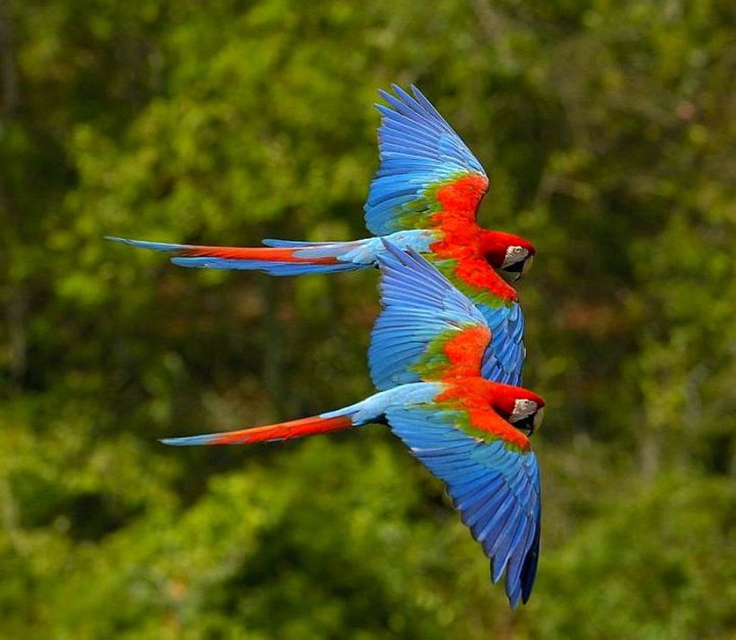 Pluma de Guacamayito.   Mira – Jana 2013.