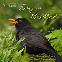 Song of the Blackbird - Album Sample