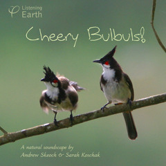 'Cheery Bulbuls' - album sample