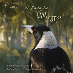 'Madrigal of Magpies' - album sample