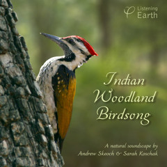'Indian Woodland Birdsong' - album sample