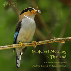 'Rainforest Morning in Thailand ' - album sample