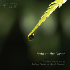 'Rain in the forest'- album sample