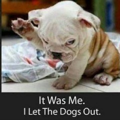 Who Let The Dogs Out // Who Let The Dank In