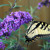 Artwork for Bonny Miller, Welcome Home, Butterfly Bush