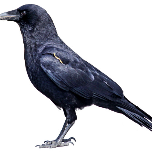 Floating Crow