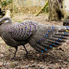 bruder Ken Jr at Tsaile Prayer Service by K.Harvey Sr. Nov 2013