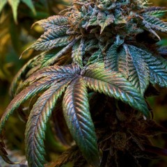 600km & Droplex (mix kill bit ) live