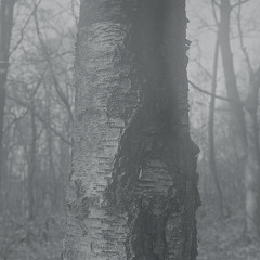 Richard Skelton